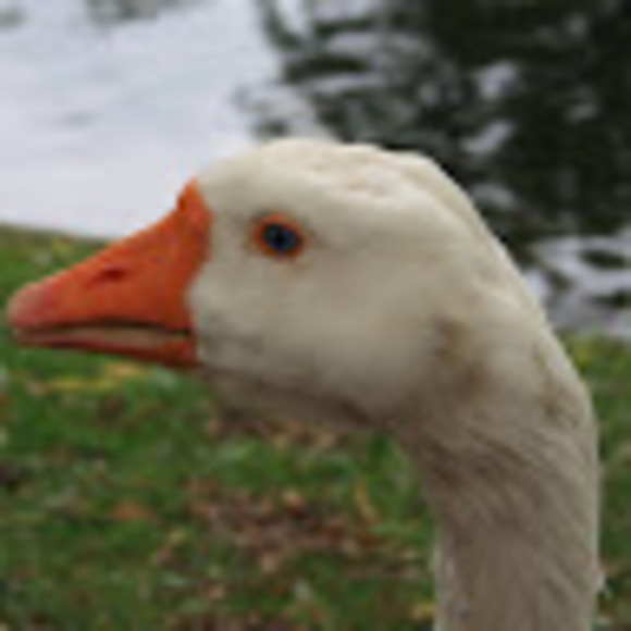 tobiasjwilliams